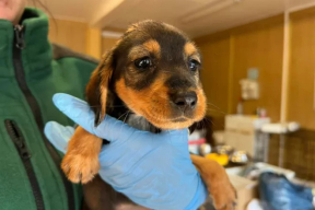 Варшавский «код 103»: скорая помощь, которая спасает четверолапых