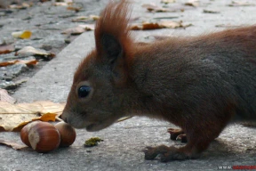 Пухнаты майстар-клас: як вавёркі рыхтуюцца да зімы