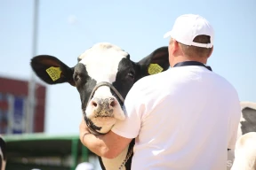 Лысенков: «Временный председатель или ветврач по распределению не знает: его дальше посадят или он пойдет на повышение»